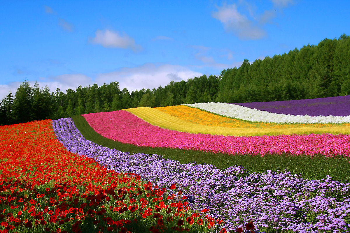 日本北海道 东京8日自由行 2晚札幌 1晚函馆 4晚东京 札幌进东京出含札幌 东京内陆段机票 函馆温泉美食 百万夜景梦幻小樽哨子制作狂欢迪士尼童话乐园登东京塔瞰美景明治神宫雷门浅草遇见富士山经典全含 日本北海道 东京8日自由行 2晚札幌 1晚函馆 4晚东京 札幌进东京出含札幌 东京内陆段机票 函馆温泉美食 百万夜景梦幻小樽哨子制作狂欢迪士尼童话乐园登东京塔瞰美景明治神宫雷门浅草遇见富士山经典全含