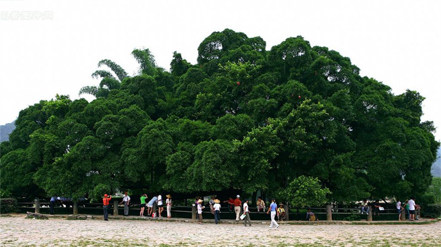 五天行程基本上都是按,桂林+阳朔+兴坪+北海+