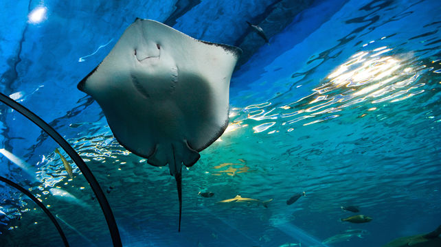美国夏威夷三岛10日8晚半自助游 探索原始森林奥秘 传统后院式鲁奥烤猪盛宴 火山喷发后的地质奇观 可选大岛观星 直升机 黑沙滩邂逅绿海龟 人间 仙境茂宜岛 打卡冲浪圣地弗莱明海滩公园 大岛2晚免费升级4钻希尔顿