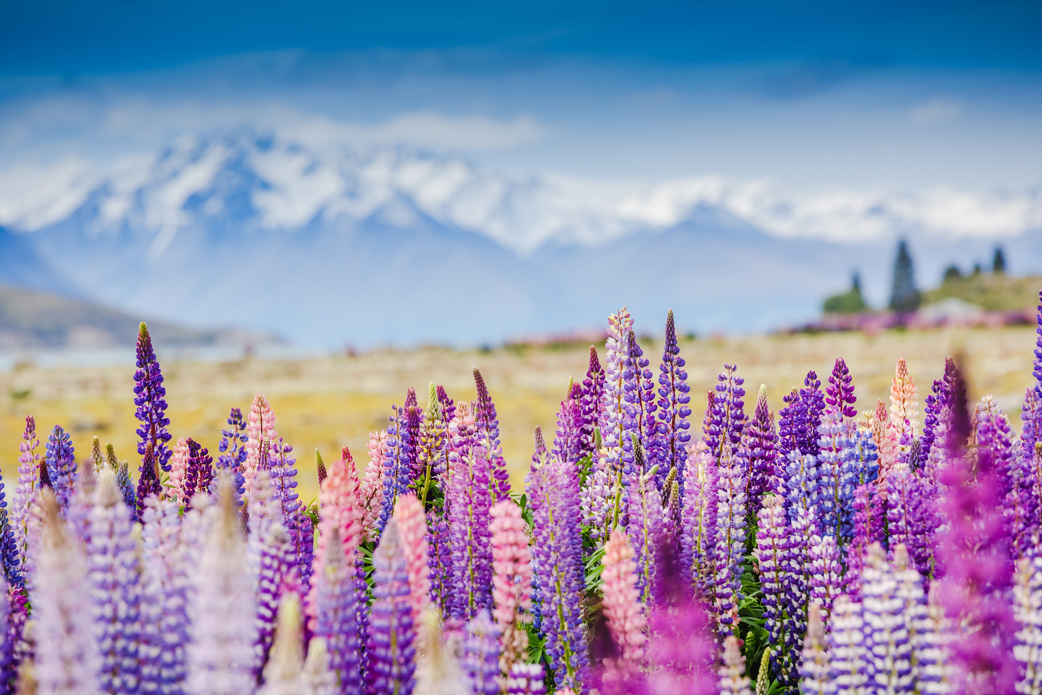 新西兰基督城7日跟团游·【新西兰南岛23人小