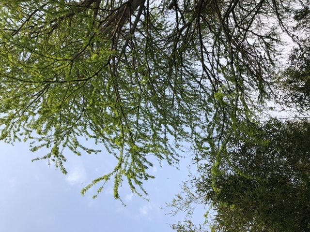 上海滨海森林公园旅行图片 2