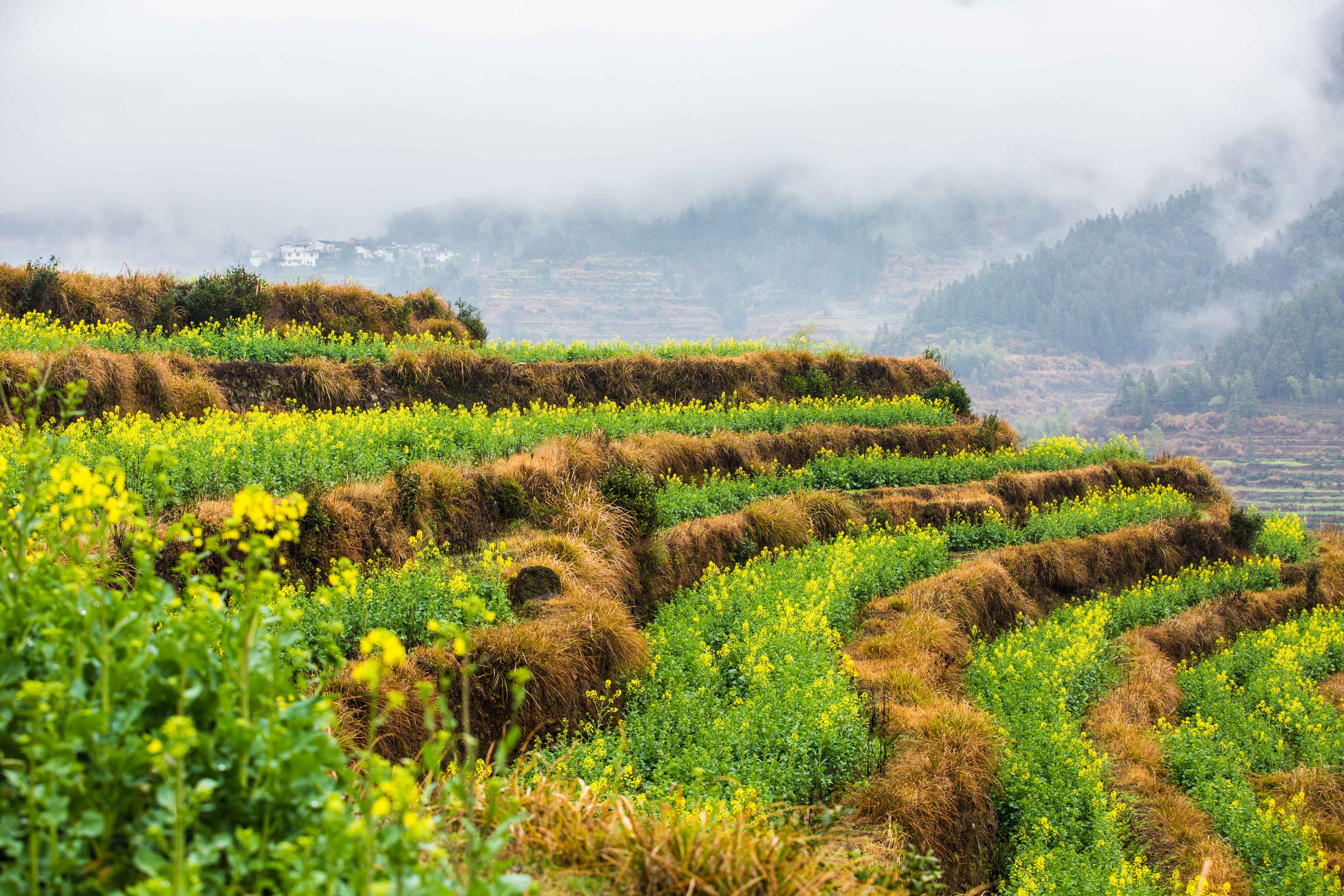 赏花游·江西婺源+景德镇+九江4日3晚跟团游