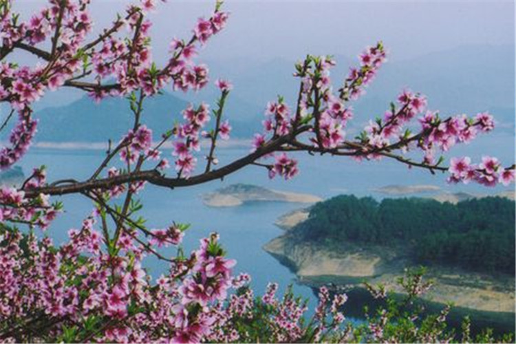 桃花岛简谱_桃花岛笛子简谱(2)