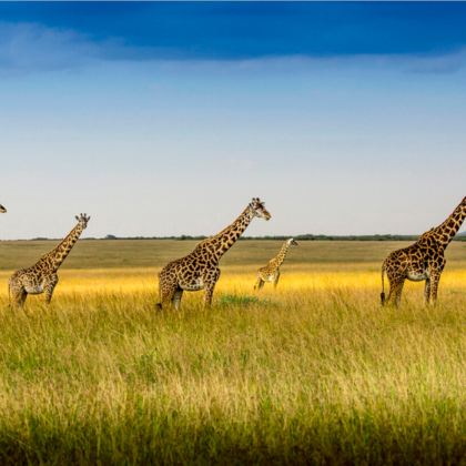 肯尼亚马赛马拉国家保护区10日跟团游