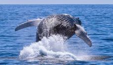 日本冲绳县6日自由行·【冬季限定『出海观鲸』】3晚海景度假+2晚那霸市区|樱花烂漫几多时|翡翠绿 湛蓝 纯白是冲绳的颜色|日落海滩漫步·海中瞭望塔尽览海底世界|部濑名海中公园彩鱼共舞|shopping&海景休闲之旅