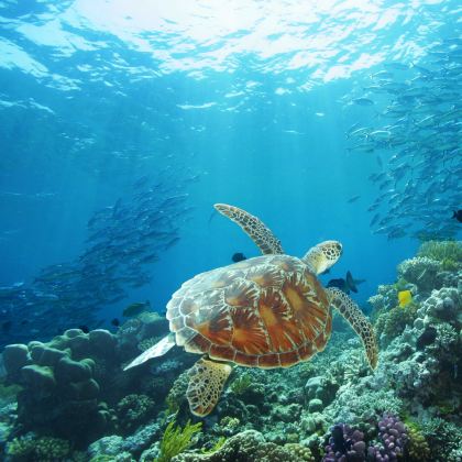 澳大利亚+新西兰15日跟团游