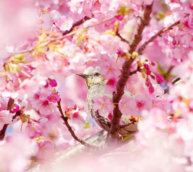 赏花游·日本东京都+大阪府+富士山+京都6日