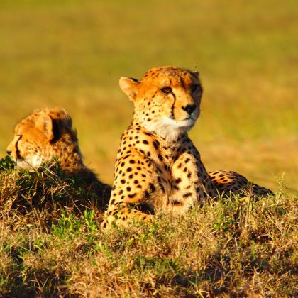 肯尼亚马赛马拉国家保护区10日跟团游