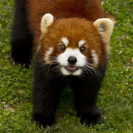 复旦博士带你趣游动物园,发现小动物们不为人知的小秘密!