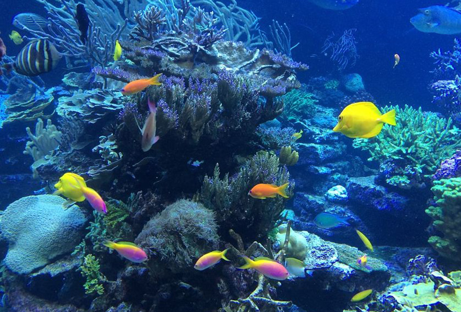 富国岛7日5晚跟团游·免签昆明直飞 可预配全