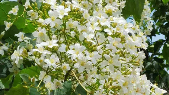 廣州二龍山花園