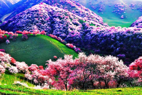 杏花排名_杏花简笔画(2)