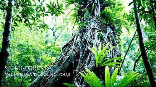 日本九州鹿儿岛+屋久岛町4日3晚跟团游(3钻)·