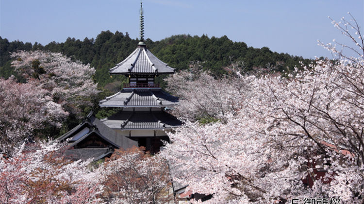 日本京都 吉野町 奈良 大阪7日自由行 古都双重奏 2晚京都 1晚吉野山 1晚奈良 小众吉野山 祗园古街漫步花见小路唐风余韵 关西经典三城打卡游 日本京都 吉野町 奈良 大阪7日自由行 古都双重奏 2晚京都 1晚吉野山 1晚奈良 小众吉野山 祗园古街漫步花见小路唐风余韵 关西经典三城打卡游