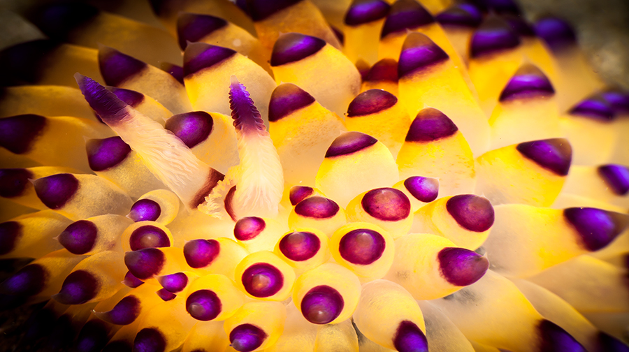 潜水·考入菲律宾微距天堂 Anilao 4天3晚潜