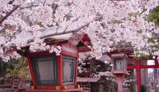 日本大阪5日自由行·【樱花祭】大阪核心商圈4晚连住| 古色古香大阪城樱漫开·粉色国度| 天满宫祈福·橘子街潮牌天堂| 梅田宝格丽下午茶·摩登大阪