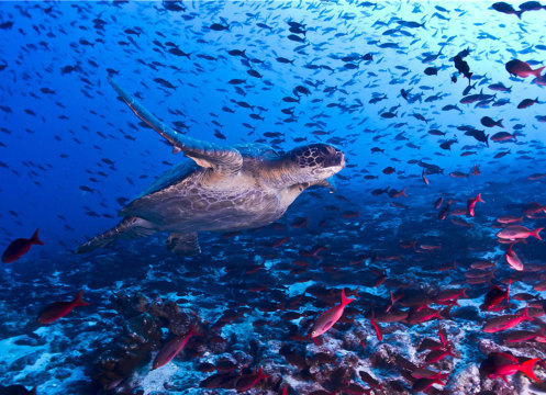 银海邮轮·加拉帕戈斯号16天13晚跟团游·加拉帕戈斯 亚马逊丛林神奇