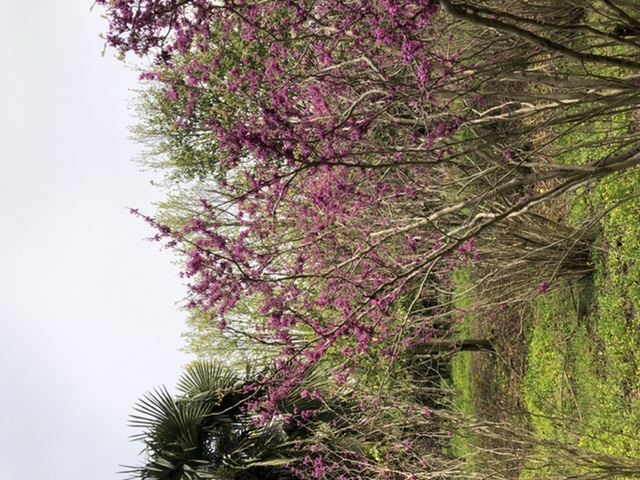 上海滨海森林公园旅行图片 1