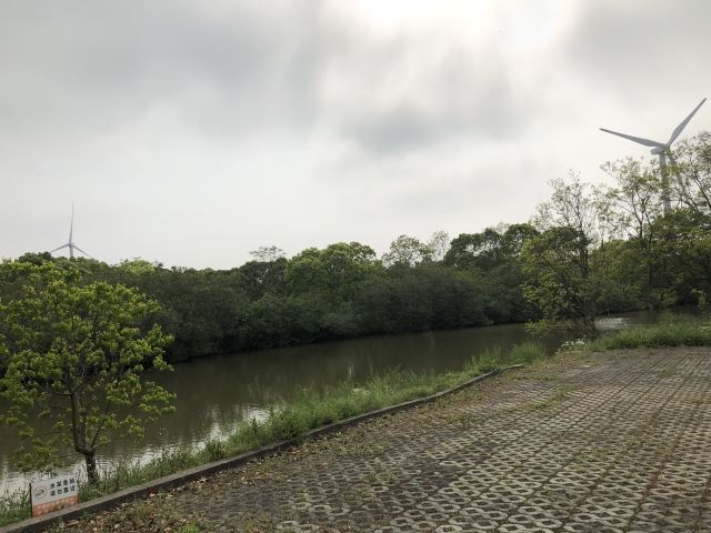 上海滨海森林公园旅行图片 2