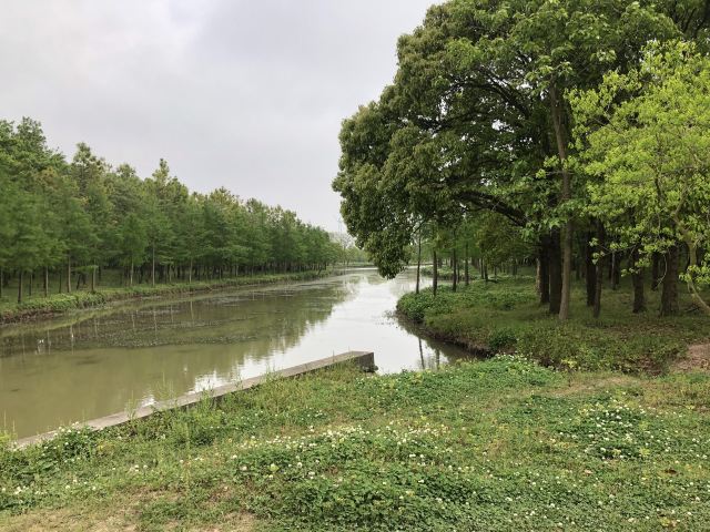 上海滨海森林公园旅行图片 3