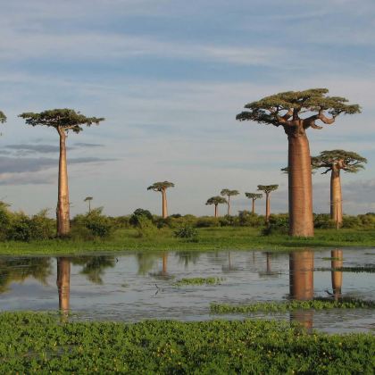 马达加斯加+塔那那利佛省+穆龙达瓦+安达西贝-曼塔迪亚国家公园+圣玛丽10日9晚私家团