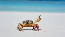 普吉岛2-14日自由行·【4月促销·每晚立减30元起】自由搭配·天数任选|轻松预定 可选双酒店·无边泳池/私人海滩/品牌酒店/独栋别墅·多样酒店风格随心选！