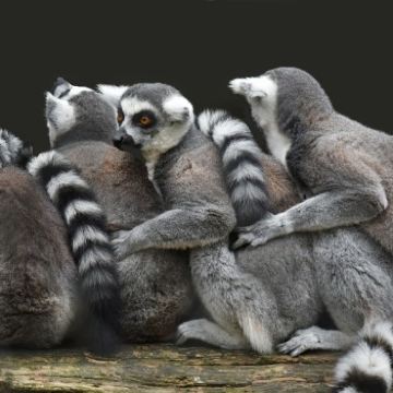 马达加斯加塔那那利佛省+穆龙达瓦+安达西贝-曼塔迪亚国家公园6日5晚私家团