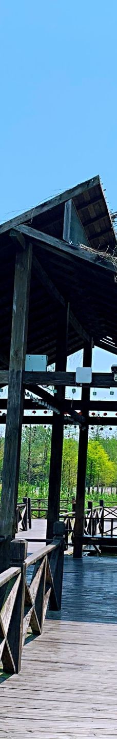溱湖国家湿地公园-泰州