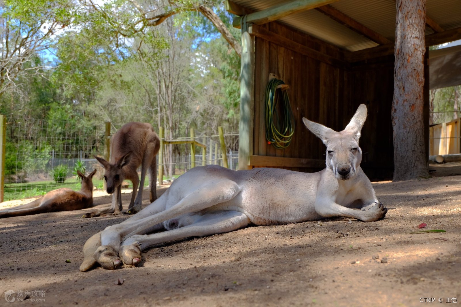 【携程攻略】郑州到奥克兰旅游报价,郑州到奥