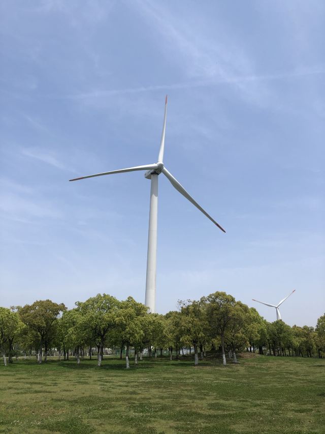 上海滨海森林公园旅行图片 1