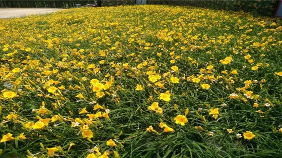鐵嶺萬畝花海