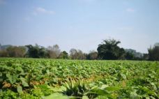 上林霞客桃源壮乡旅游度假区-上林-C-IMAGE