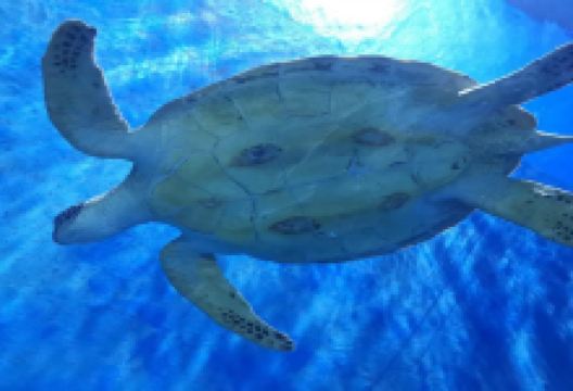 邯郸海洋世界景点图片