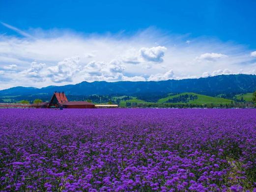 花海那拉提