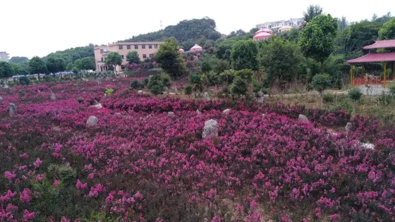 武漢市花海石林風景區