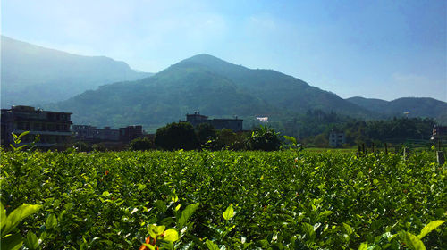 福州嵩口古镇一日游【春光村 赏花】线路推荐