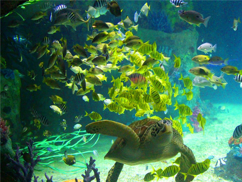 福建福州贵安海洋世界一日游【福州的3级水族