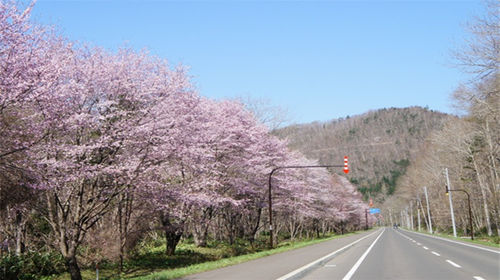 日本北海道富良野 大雪山旭岳 玩雪包车一日游 札幌往返 10小时行程 英语司机 线路推荐 携程玩乐