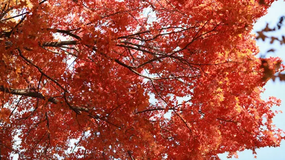 紅葉嶺森林公園