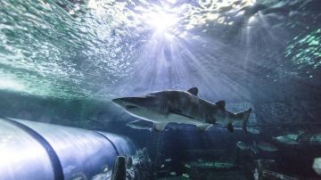 悉尼水族馆