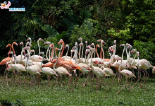 长隆飞鸟乐园景点图片