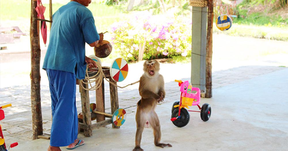 普吉岛山顶大佛半日游猴子表演骑大象prayachang上午下午可选