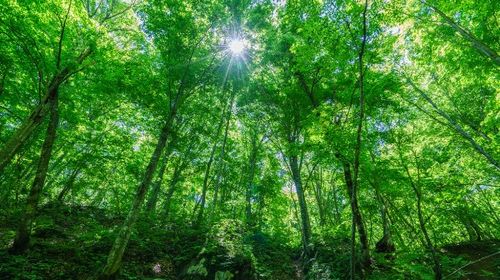 漫步世界遗产 白神山地 榉木林 出租车接送 青森县弘前出发 到达 2人乘车线路推荐 携程玩乐