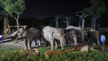 【上海】限量爆款丨29.9元抢上海野生动物园夜场门票，国内首个特色夜间动物园！带你领略200余种，上万只动物，夜间的精彩生活~1.3米（6周岁）以下儿童免费哟~