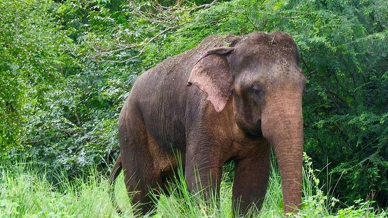 Sigiriya And Minneriya National Park Vehicle Only Private Day