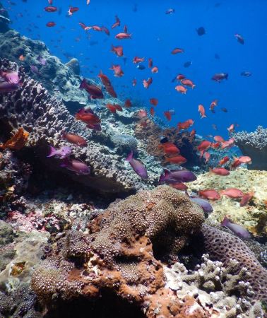 7天6晚 • 印尼＋峇里島＋科莫多＋佩妮達島＋羅威納海灘
