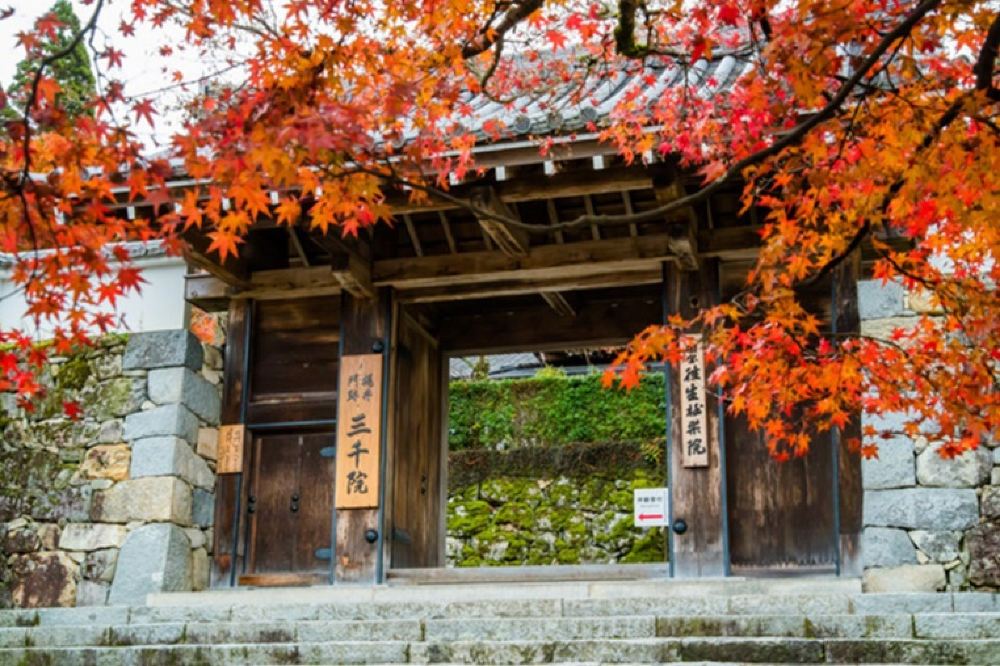 京都三千院 二条城 岚山一日游 大阪市内11区接送 使用正规绿牌车 线路推荐 携程玩乐