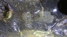 枫林地心大峡谷-阳新