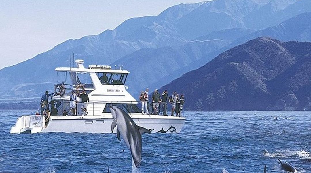 Kaikoura Swim With Dolphins Tour From Christchurch Trip Com
