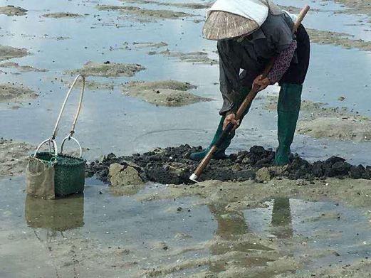 红树林拾贝赶海